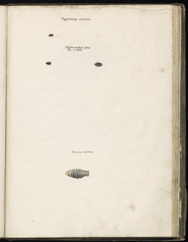 Animal drawings collected by Felix Platter, p2 - (10)