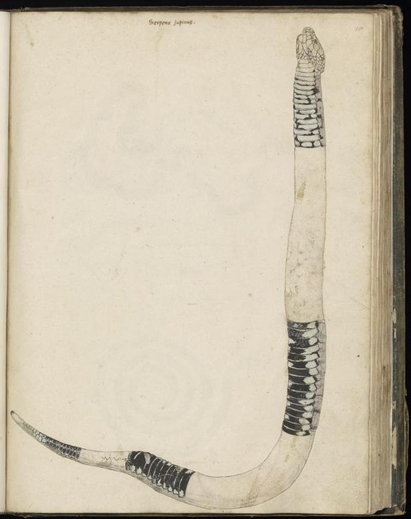 Animal drawings collected by Felix Platter, p2 - (100)