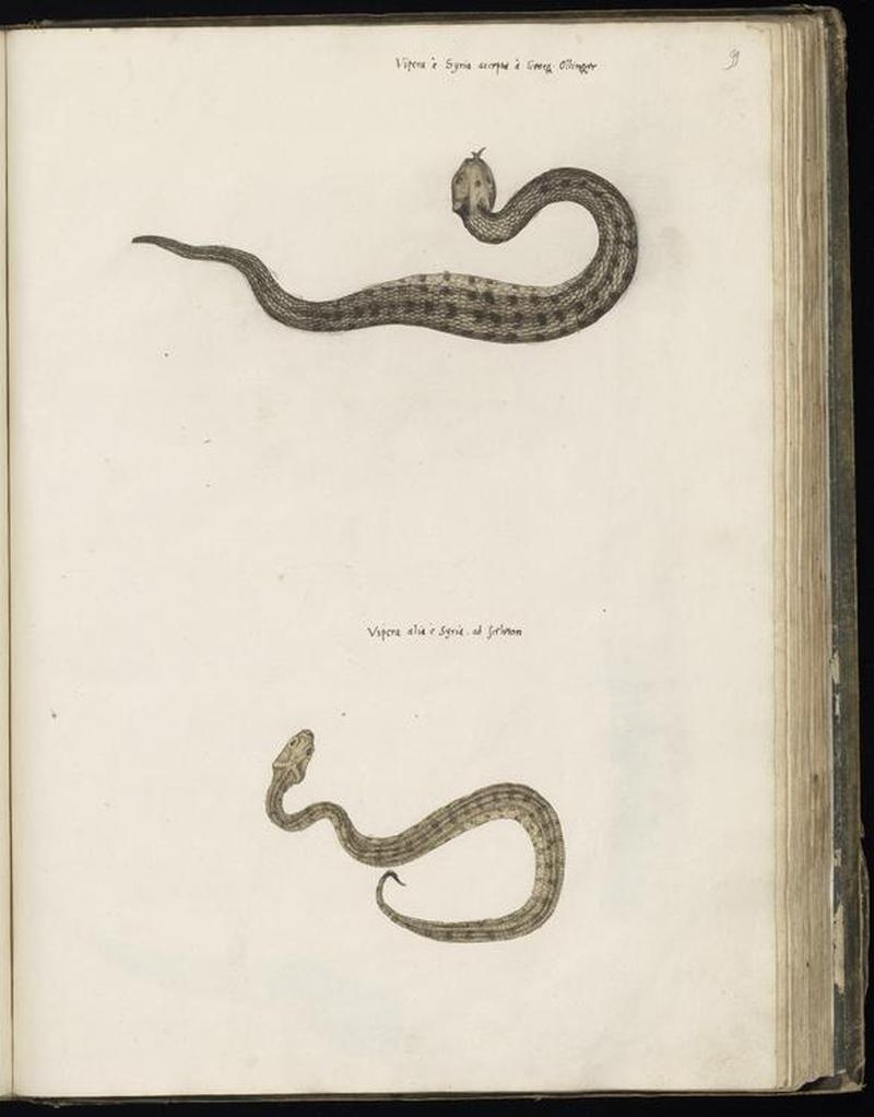 Animal drawings collected by Felix Platter, p2 - (101)