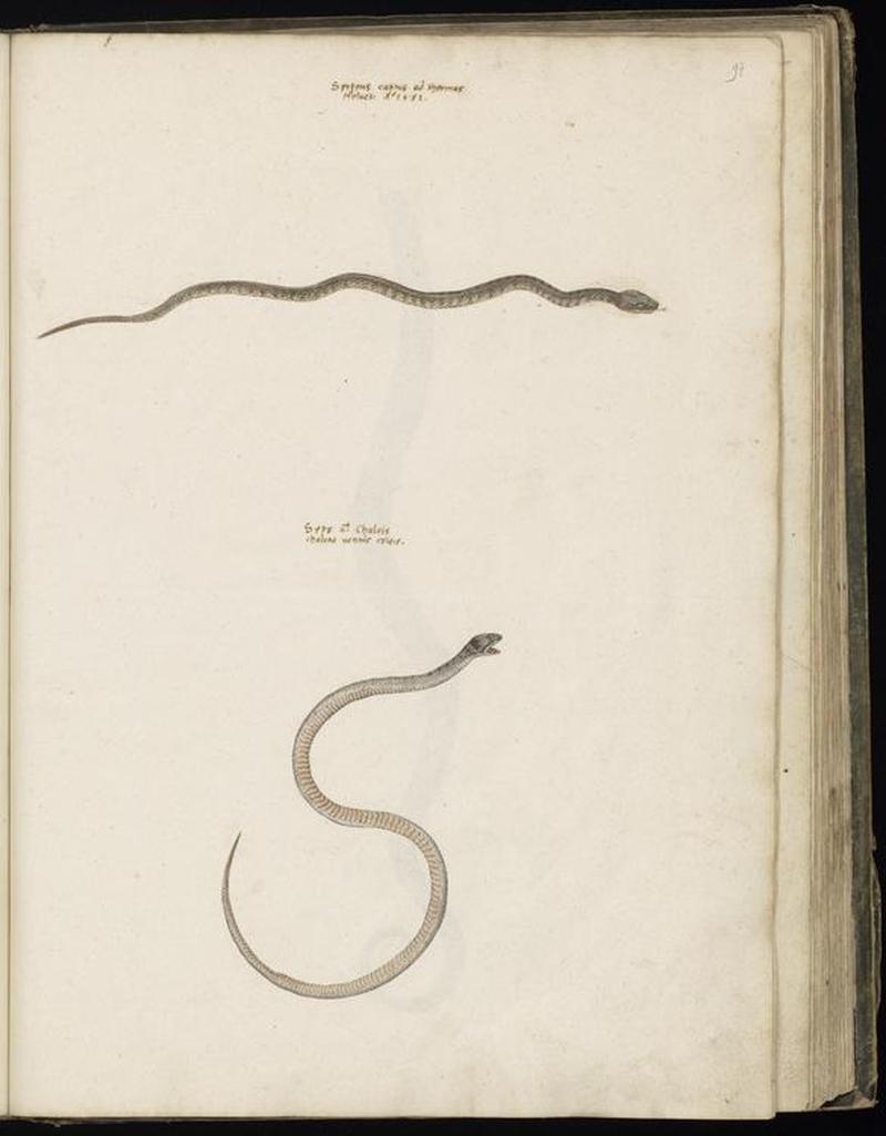 Animal drawings collected by Felix Platter, p2 - (103)
