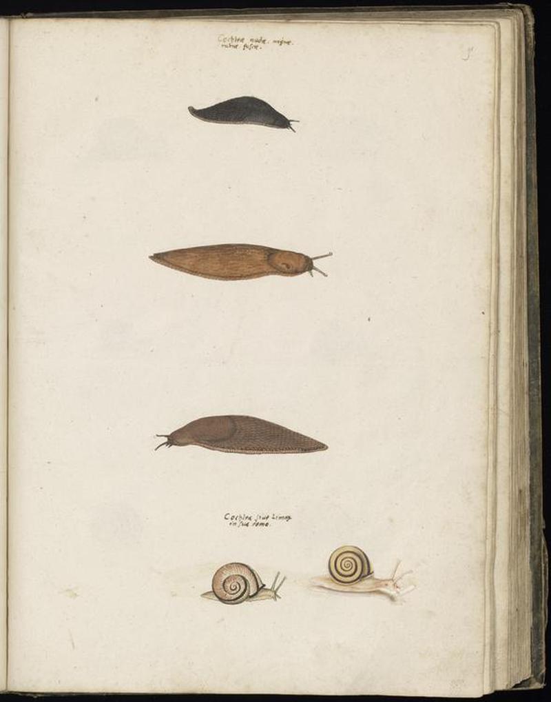 Animal drawings collected by Felix Platter, p2 - (105)