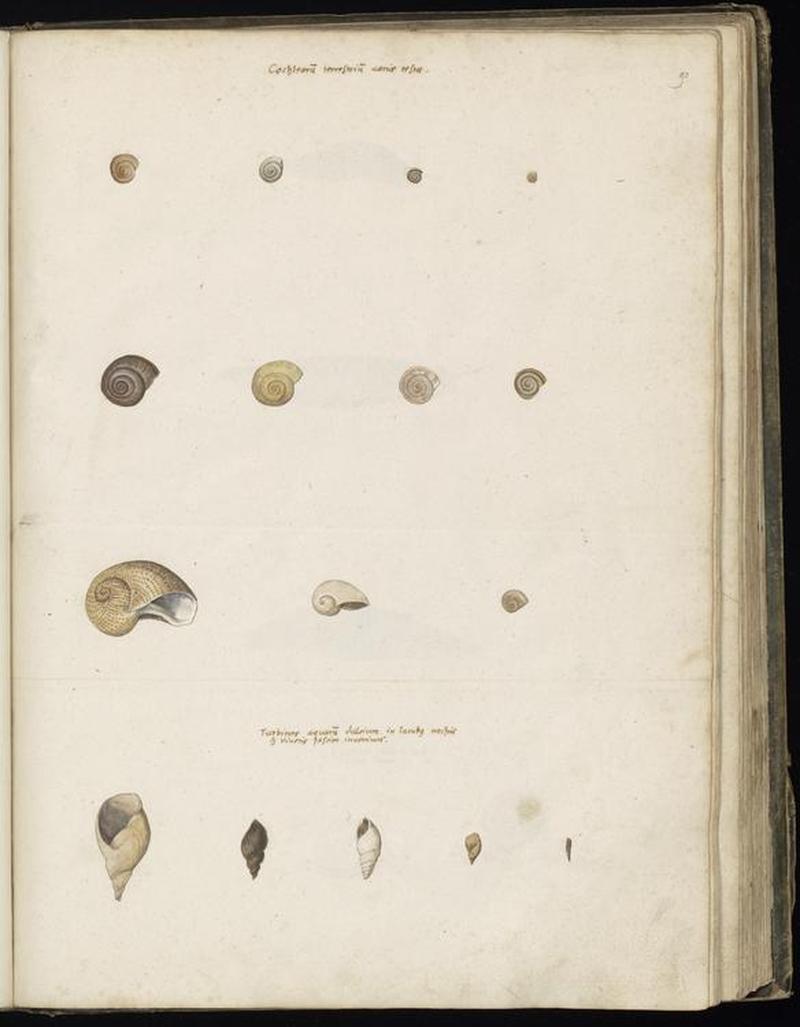 Animal drawings collected by Felix Platter, p2 - (106)