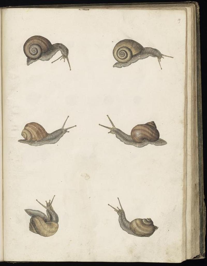 Animal drawings collected by Felix Platter, p2 - (107)