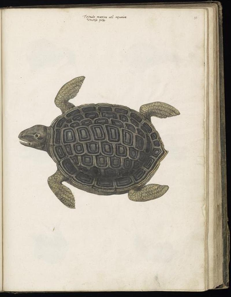 Animal drawings collected by Felix Platter, p2 - (108)