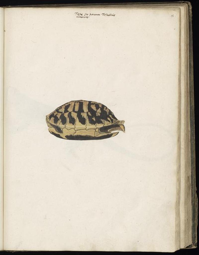 Animal drawings collected by Felix Platter, p2 - (109)