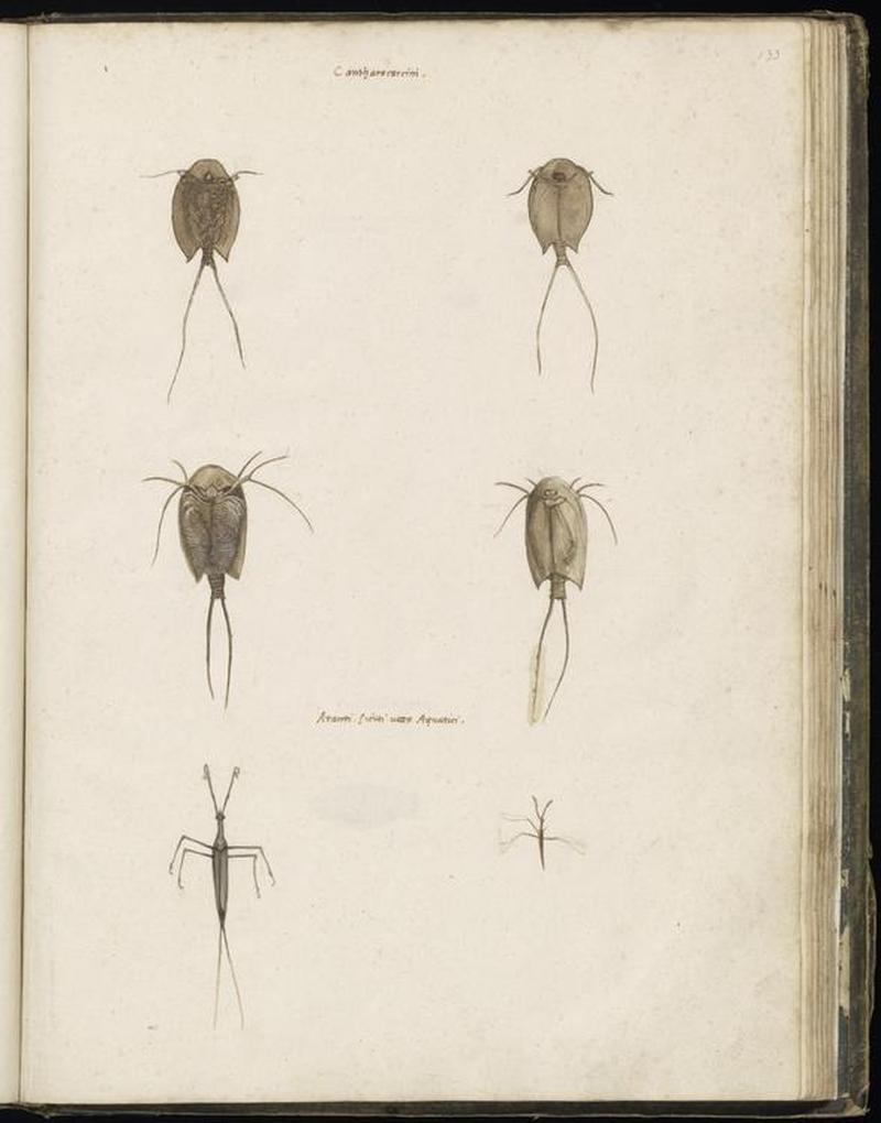 Animal drawings collected by Felix Platter, p2 - (11)