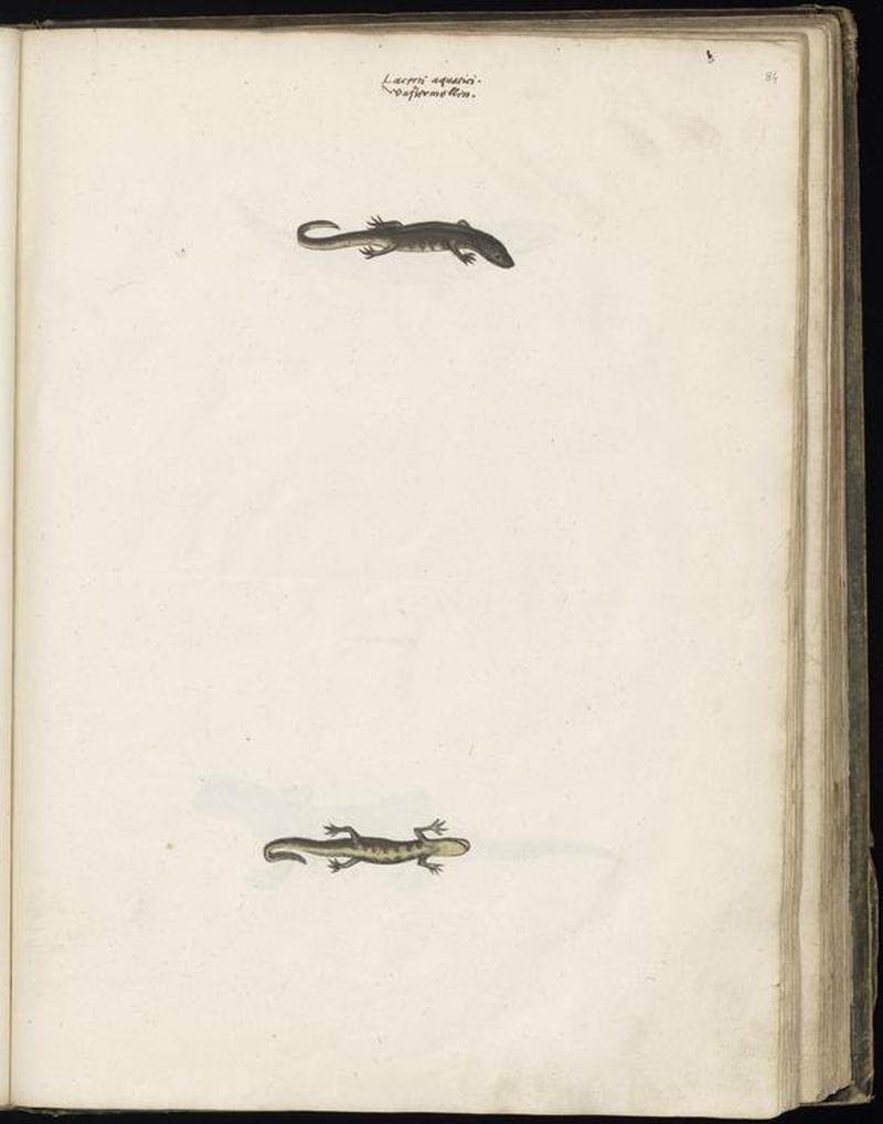 Animal drawings collected by Felix Platter, p2 - (110)
