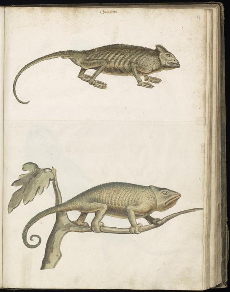 Animal drawings collected by Felix Platter, p2 - (112)