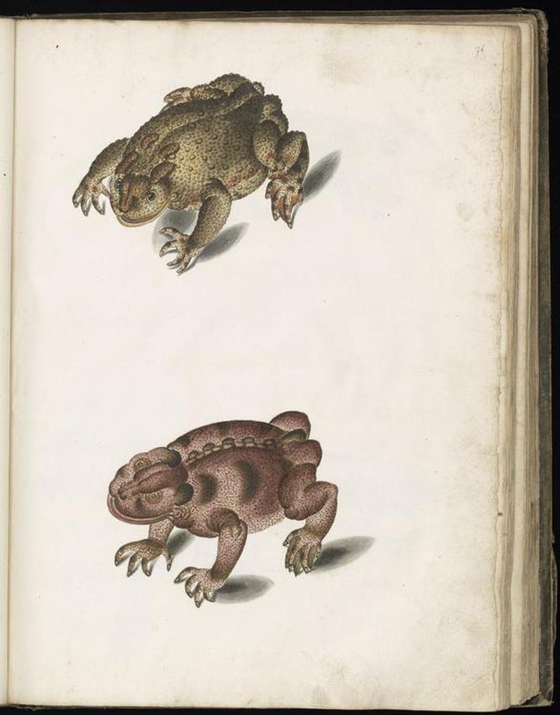 Animal drawings collected by Felix Platter, p2 - (113)