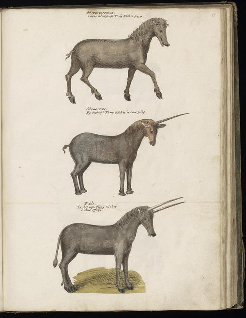 Animal drawings collected by Felix Platter, p2 - (114)