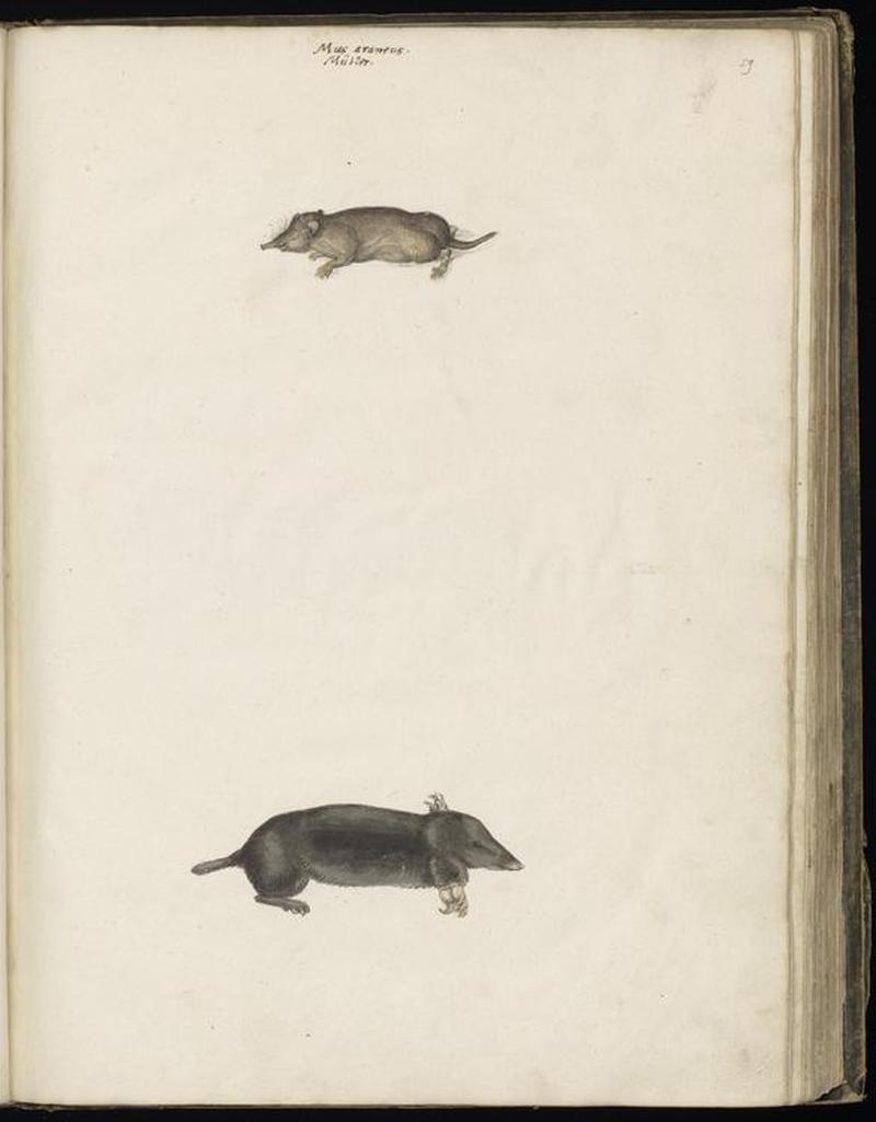 Animal drawings collected by Felix Platter, p2 - (115)