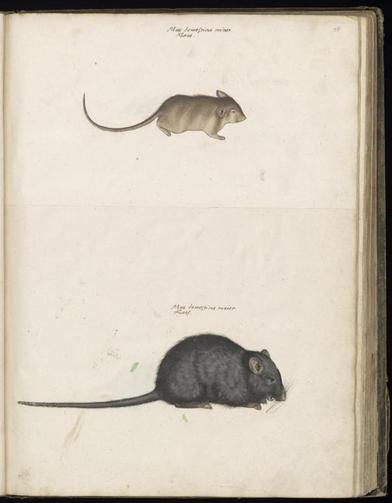 Animal drawings collected by Felix Platter, p2 - (116)