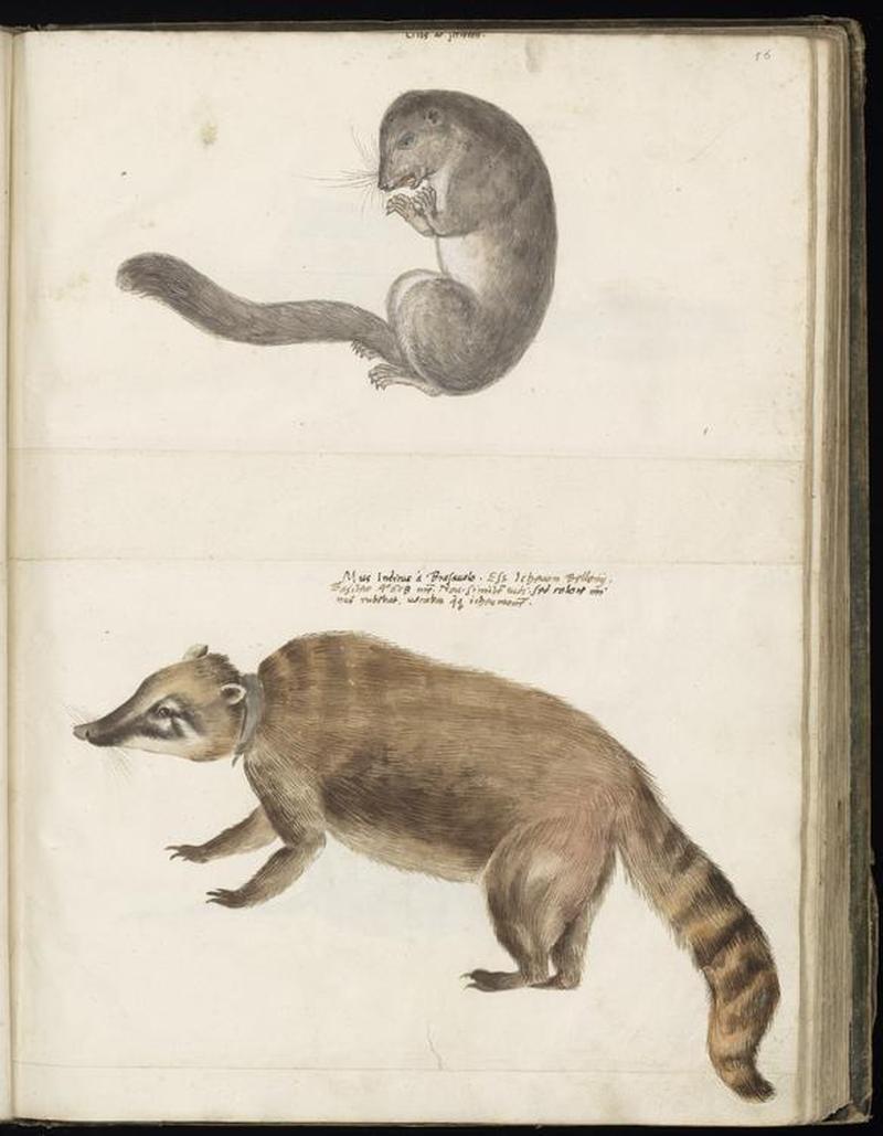 Animal drawings collected by Felix Platter, p2 - (117)