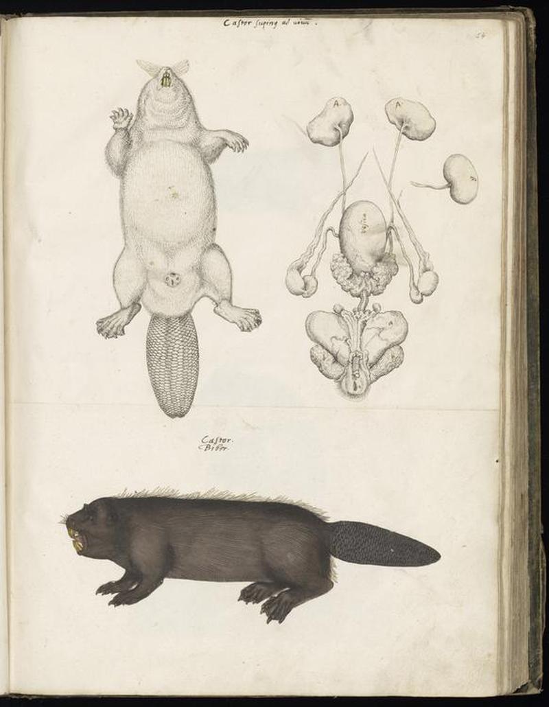 Animal drawings collected by Felix Platter, p2 - (118)