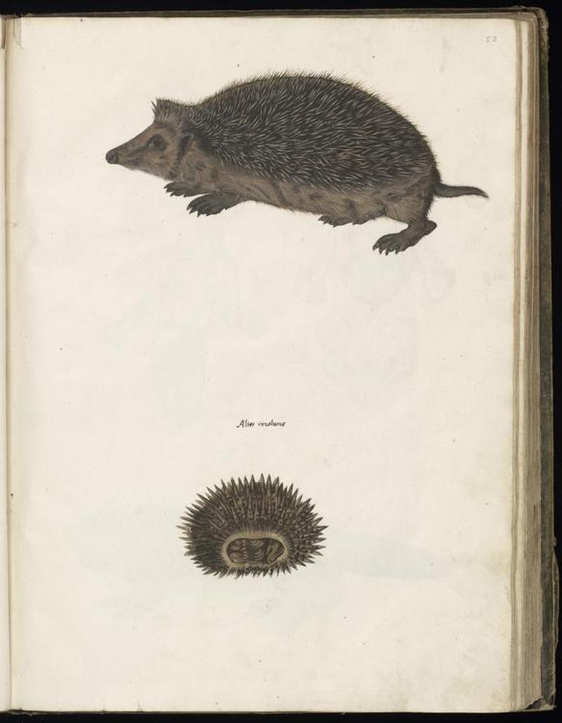 Animal drawings collected by Felix Platter, p2 - (119)