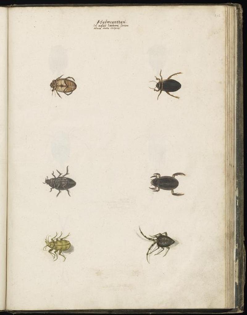 Animal drawings collected by Felix Platter, p2 - (12)