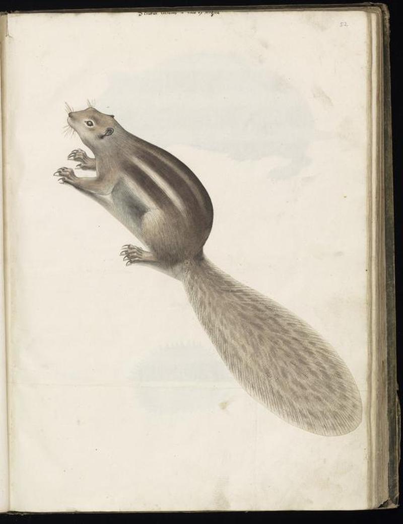 Animal drawings collected by Felix Platter, p2 - (120)