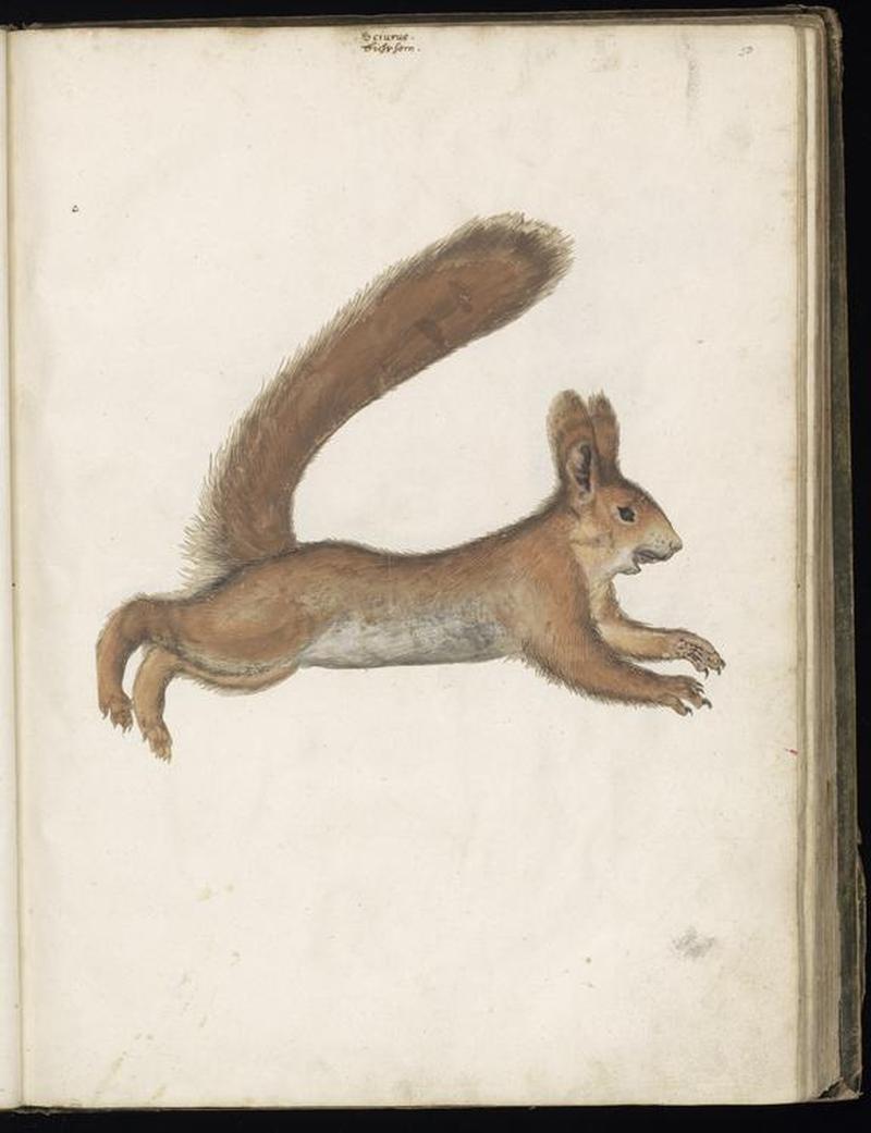 Animal drawings collected by Felix Platter, p2 - (121)