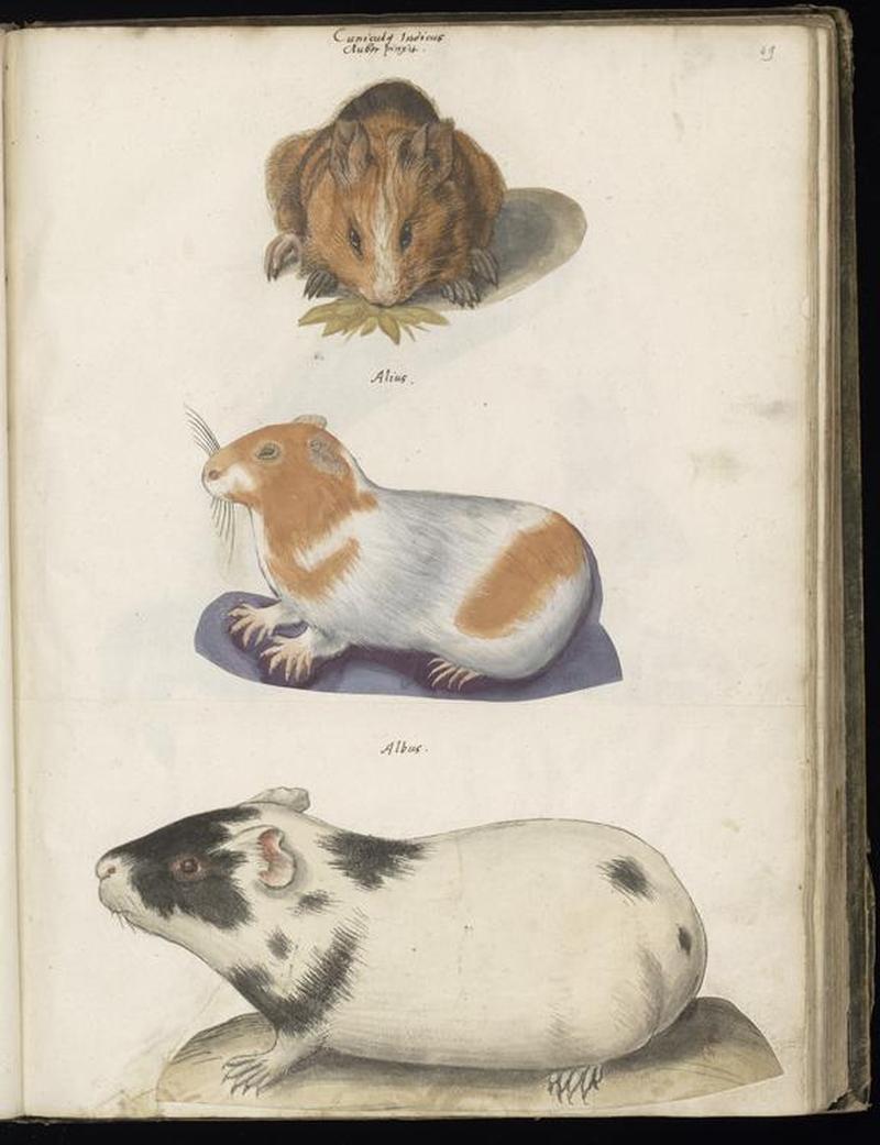 Animal drawings collected by Felix Platter, p2 - (122)