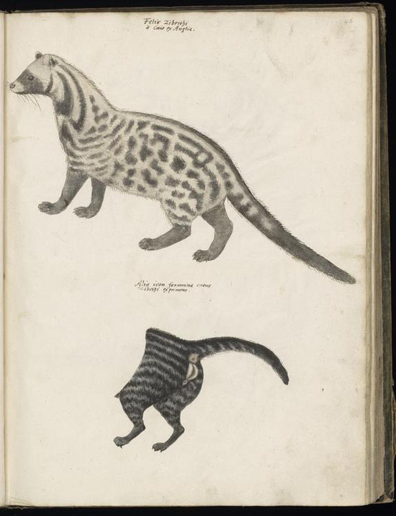 Animal drawings collected by Felix Platter, p2 - (123)
