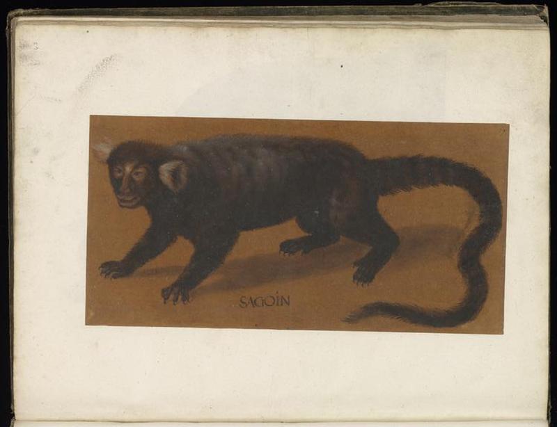 Animal drawings collected by Felix Platter, p2 - (124)