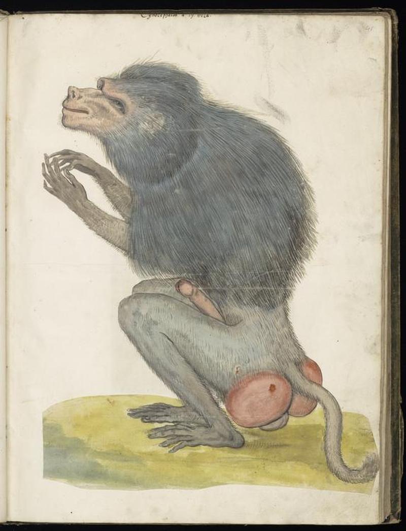 Animal drawings collected by Felix Platter, p2 - (125)