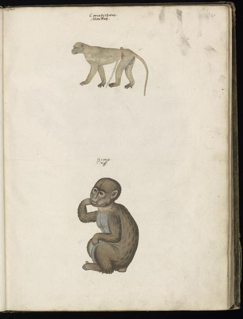 Animal drawings collected by Felix Platter, p2 - (126)