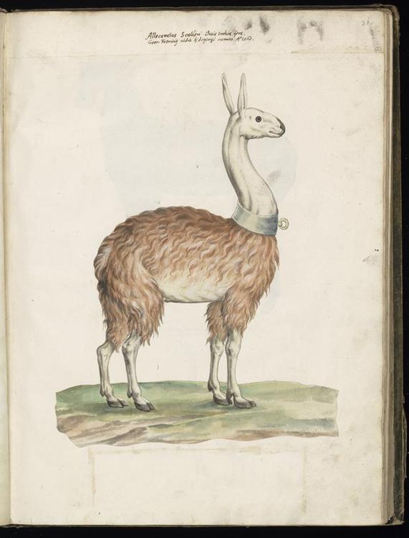 Animal drawings collected by Felix Platter, p2 - (127)