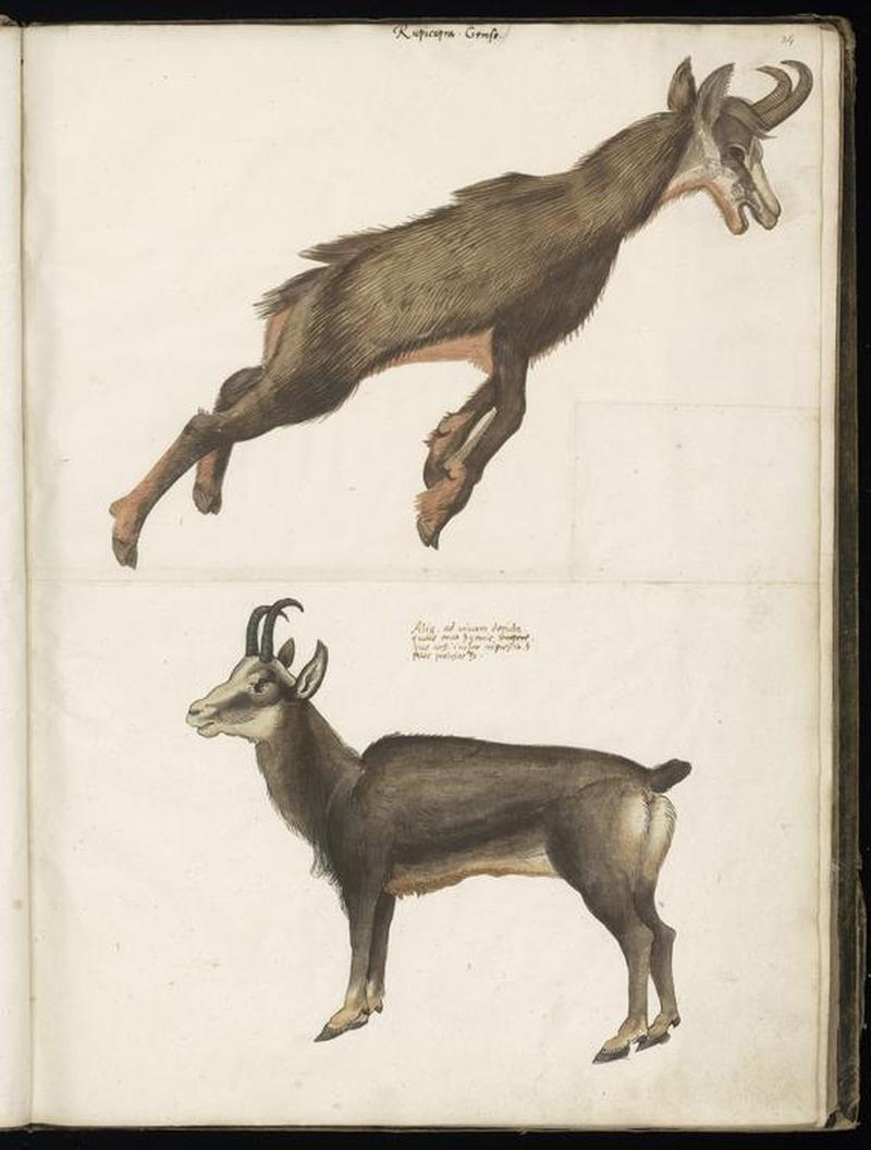 Animal drawings collected by Felix Platter, p2 - (128)