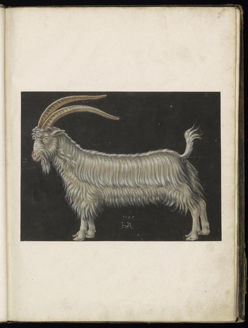 Animal drawings collected by Felix Platter, p2 - (129)