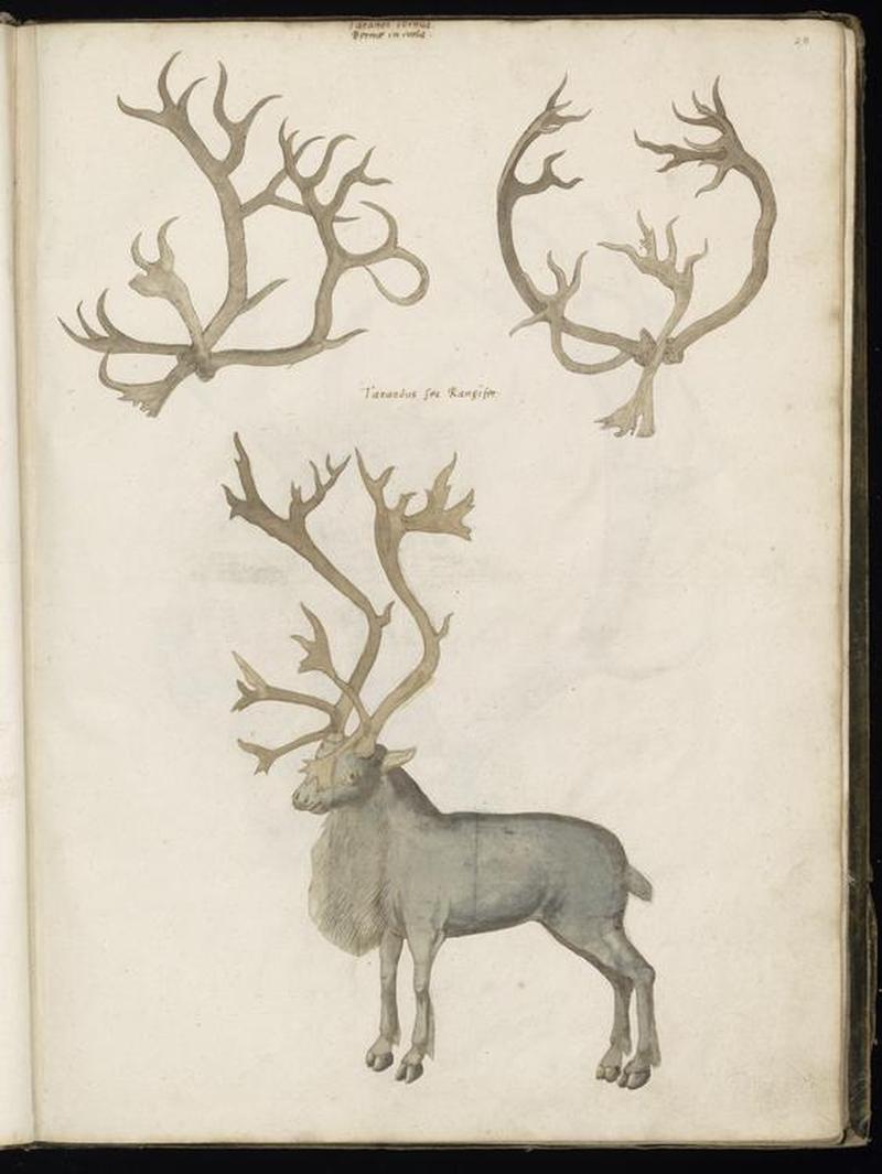 Animal drawings collected by Felix Platter, p2 - (130)
