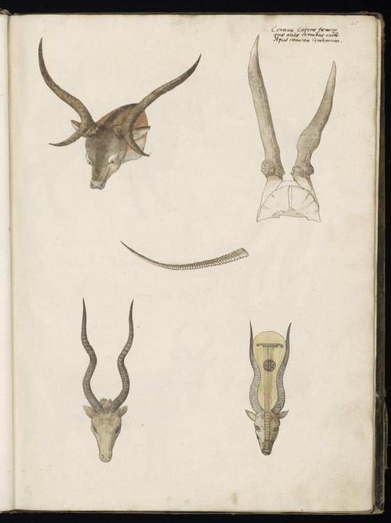 Animal drawings collected by Felix Platter, p2 - (131)