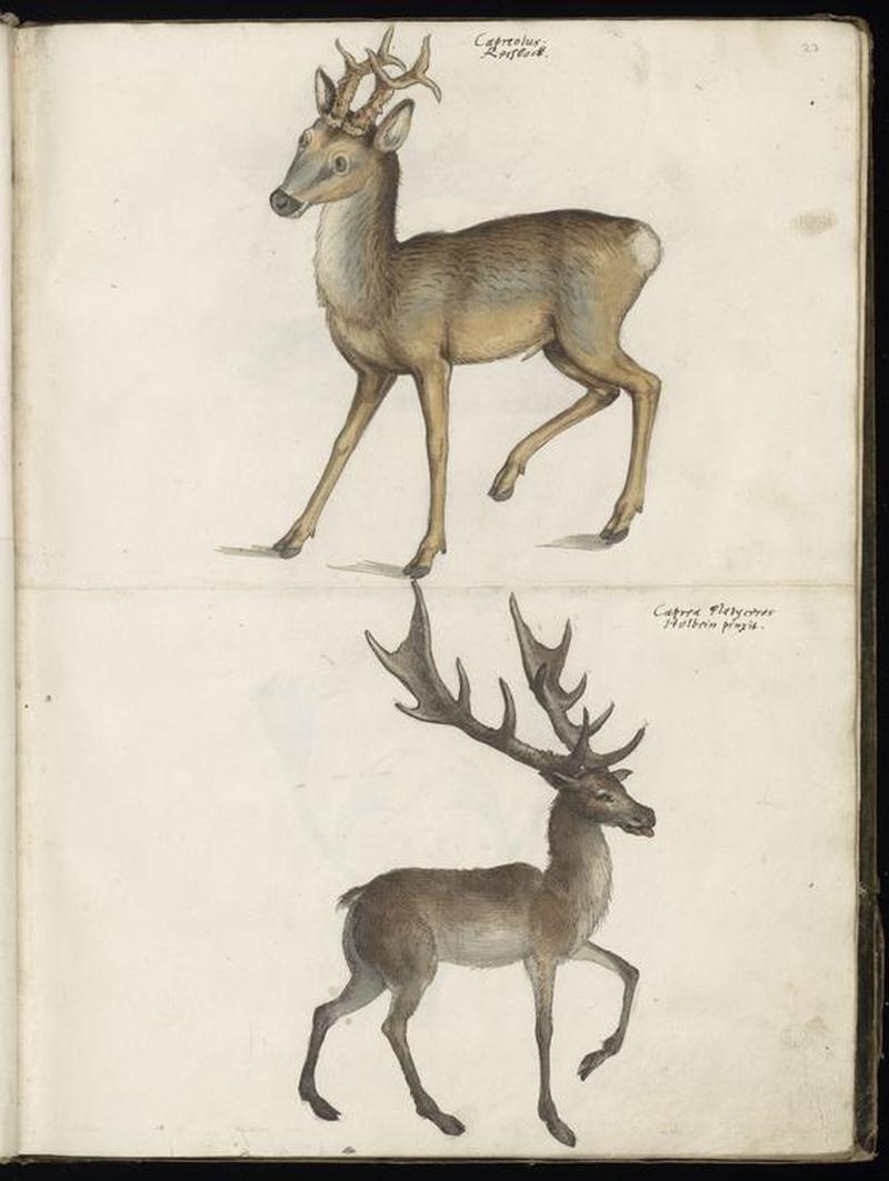 Animal drawings collected by Felix Platter, p2 - (132)