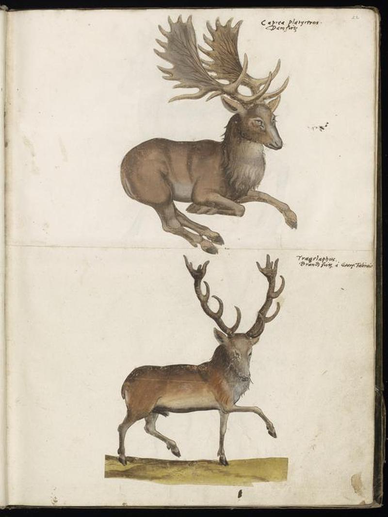 Animal drawings collected by Felix Platter, p2 - (133)