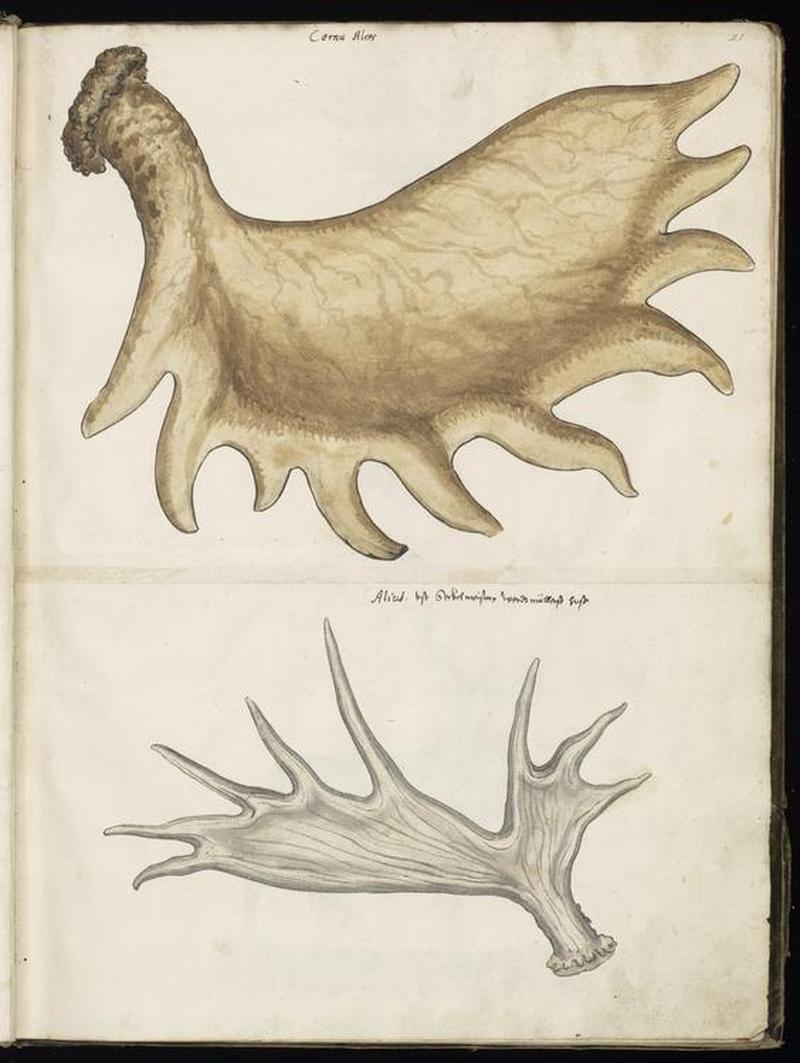 Animal drawings collected by Felix Platter, p2 - (134)