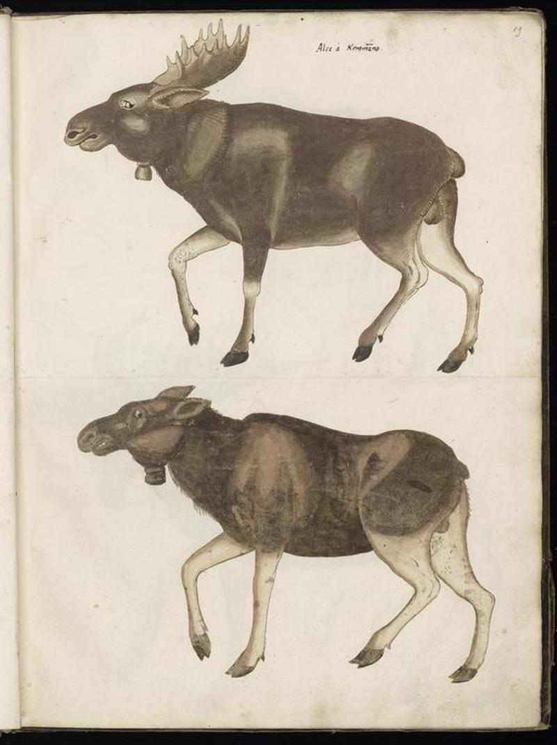 Animal drawings collected by Felix Platter, p2 - (135)
