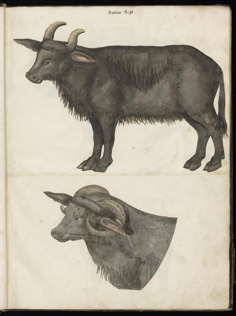 Animal drawings collected by Felix Platter, p2 - (136)
