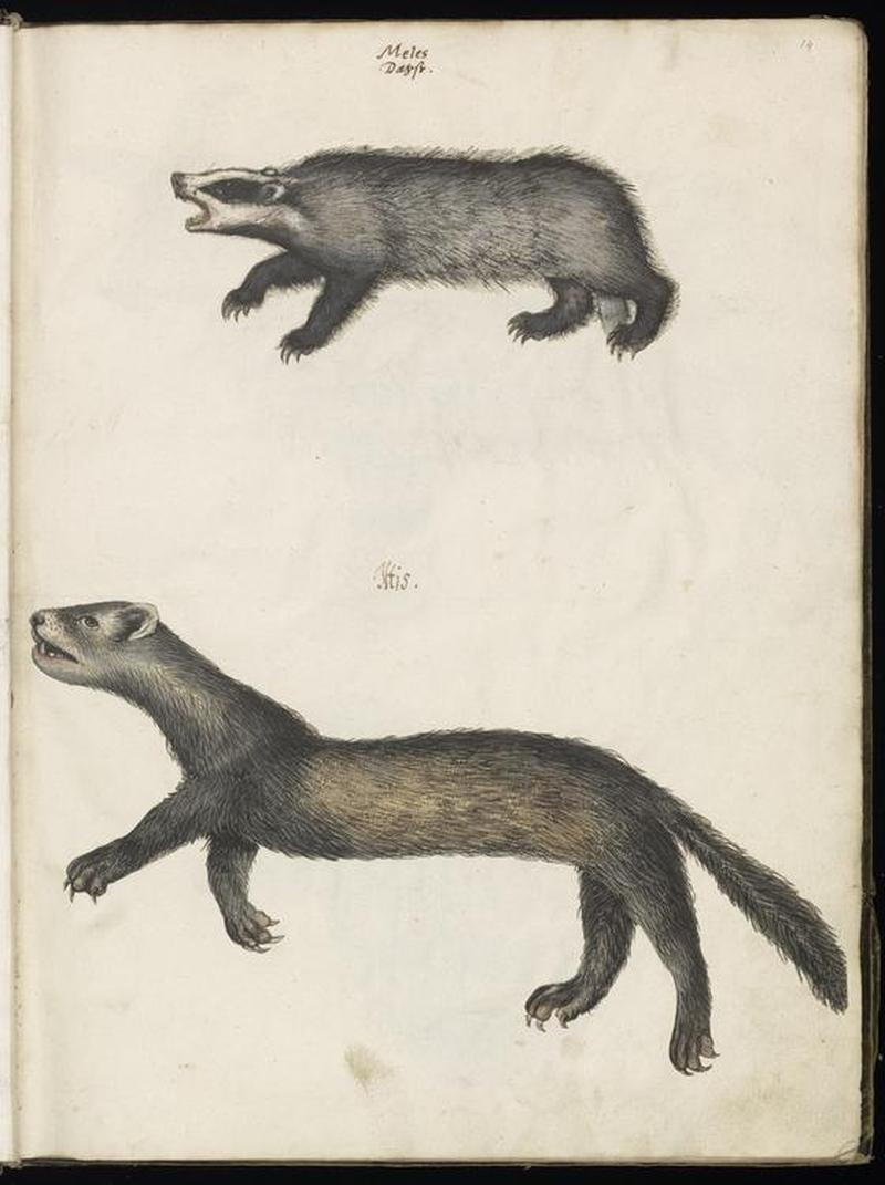 Animal drawings collected by Felix Platter, p2 - (137)