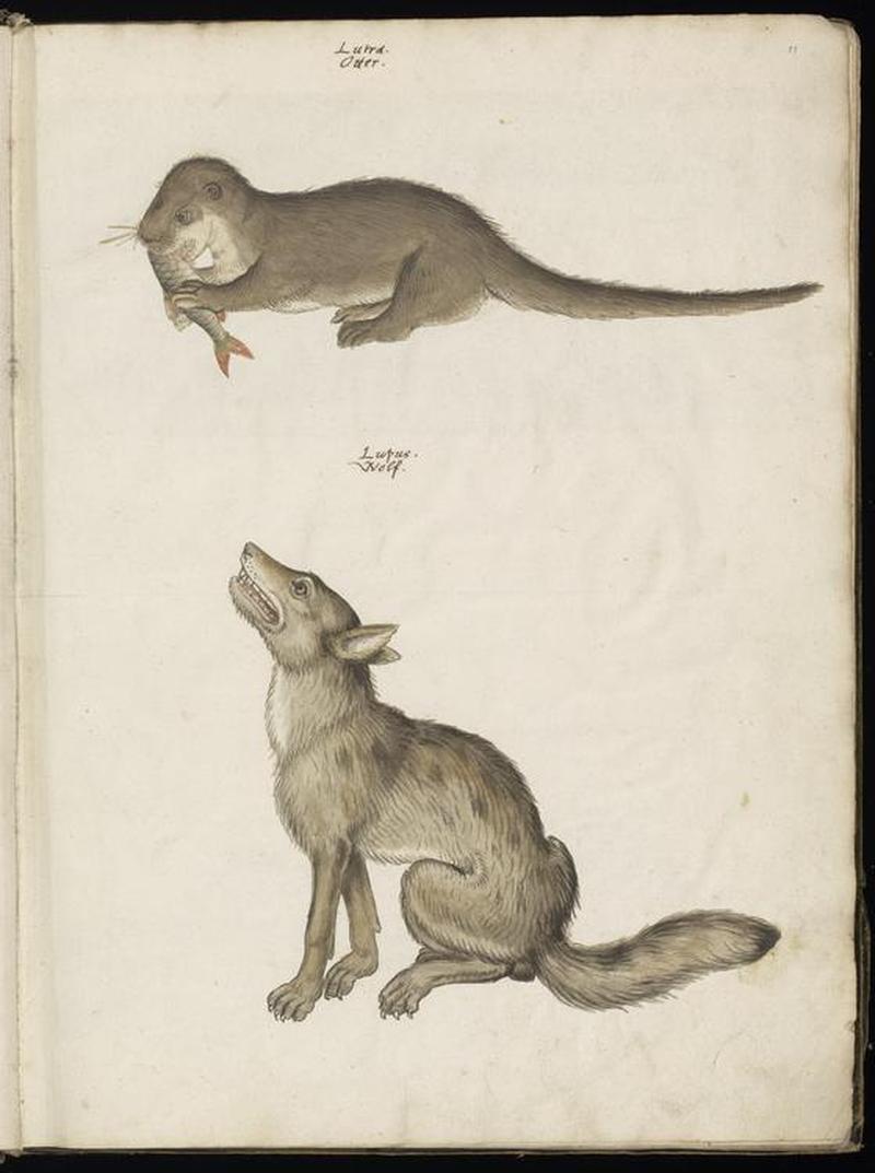 Animal drawings collected by Felix Platter, p2 - (138)