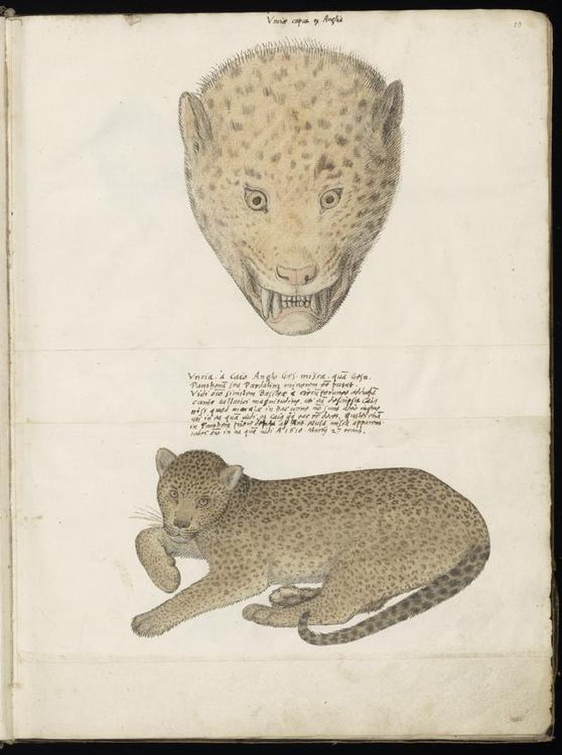 Animal drawings collected by Felix Platter, p2 - (139)