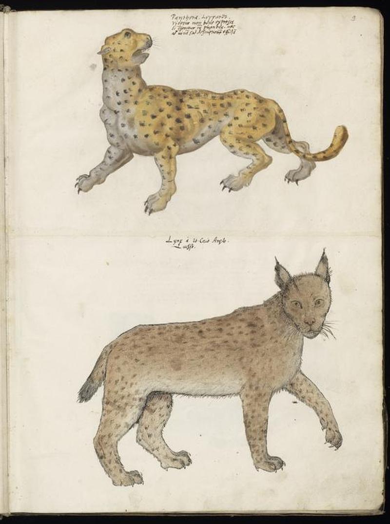 Animal drawings collected by Felix Platter, p2 - (140)
