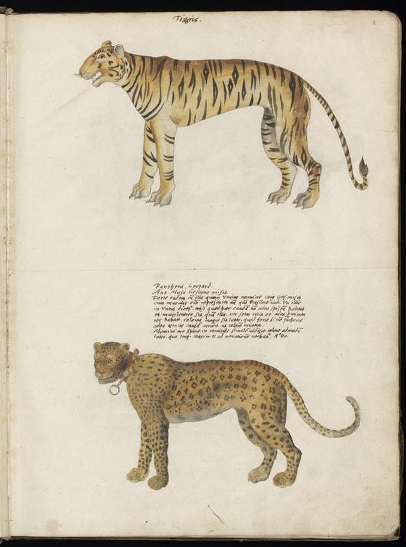 Animal drawings collected by Felix Platter, p2 - (141)