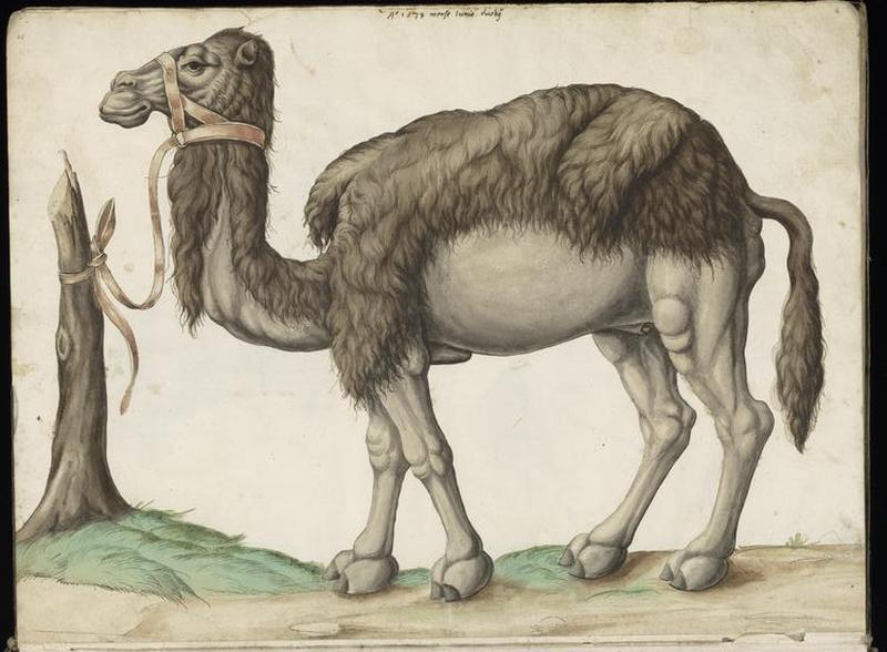 Animal drawings collected by Felix Platter, p2 - (142)