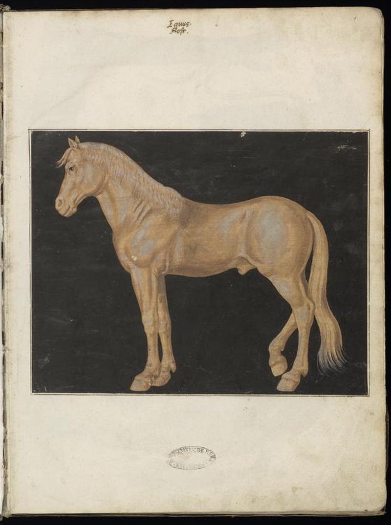 Animal drawings collected by Felix Platter, p2 - (143)