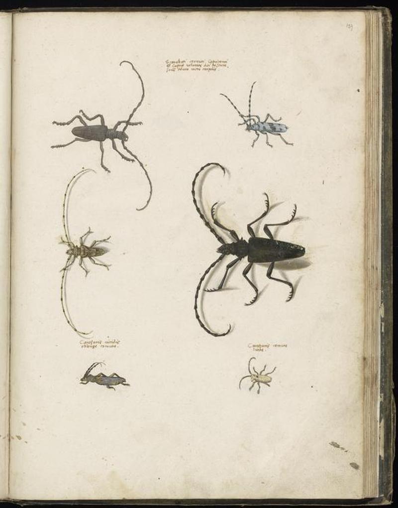 Animal drawings collected by Felix Platter, p2 - (17)