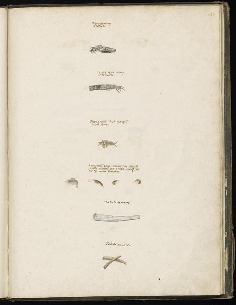 Animal drawings collected by Felix Platter, p2 - (2)