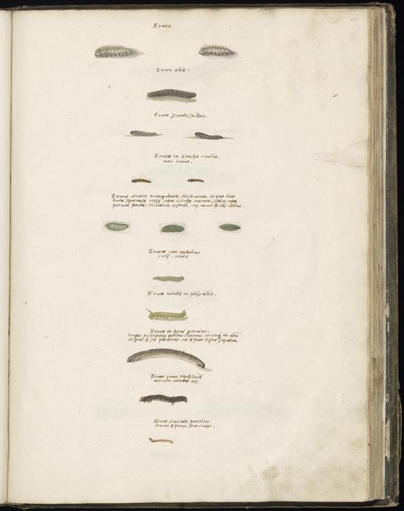 Animal drawings collected by Felix Platter, p2 - (24)