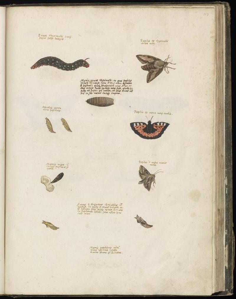 Animal drawings collected by Felix Platter, p2 - (25)