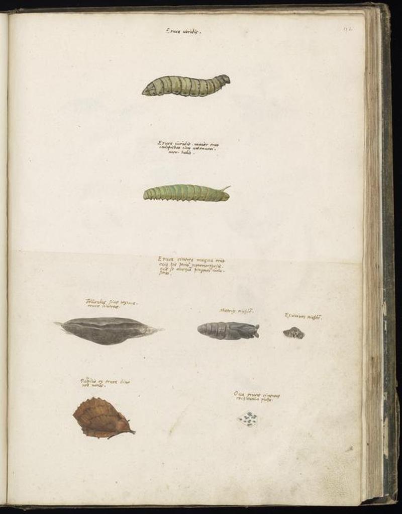 Animal drawings collected by Felix Platter, p2 - (26)