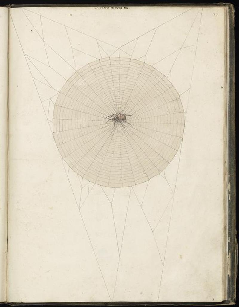 Animal drawings collected by Felix Platter, p2 - (3)